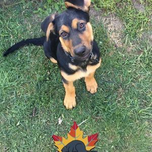 Meet your Posher, Elexus